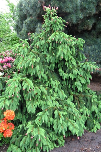 Ель обыкновенная Acrocona свисающие ветви